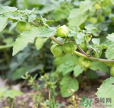 燈籠果不能和什么一起吃？燈籠果什么人不能吃？