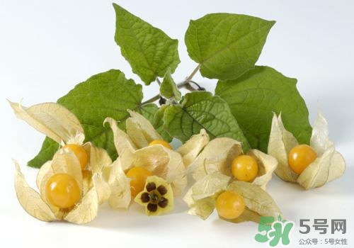 燈籠果是姑娘果嗎？燈籠果和姑娘果的區(qū)別