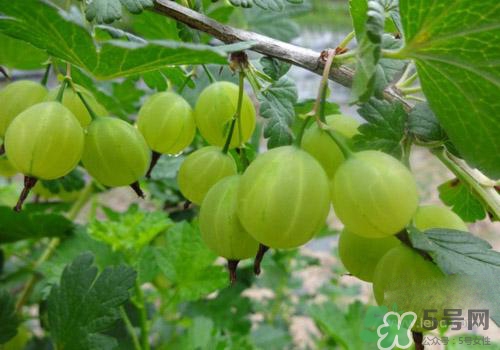 燈籠果是姑娘果嗎？燈籠果和姑娘果的區(qū)別