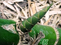 竹筍吃多了會(huì)怎么樣?竹筍吃多了有什么壞處 竹筍吃多了會(huì)怎么樣?竹筍吃多了有什么壞處