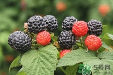 刺泡的藥用價值 刺泡的功效與作用 刺泡的藥用價值 刺泡的功效與作用