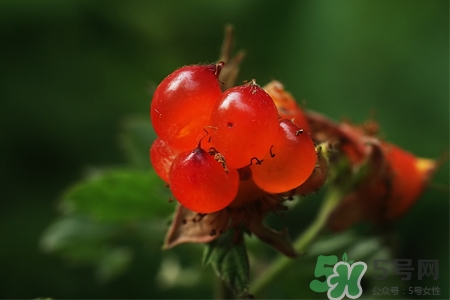 刺泡的藥用價值 刺泡的功效與作用 刺泡的藥用價值 刺泡的功效與作用