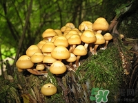 白玉菇是什么?白玉菇的功效與作用有哪些 白玉菇是什么?白玉菇的功效與作用有哪些