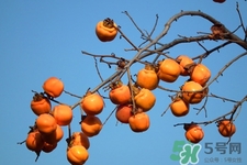 喝白酒能吃柿子嗎？喝白酒為什么不能吃柿子？