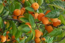 喝白酒能吃柿子嗎？喝白酒為什么不能吃柿子？