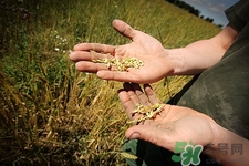 粗糧和細(xì)糧哪個好消化?粗糧和細(xì)糧的區(qū)別 粗糧和細(xì)糧哪個好消化?粗糧和細(xì)糧的區(qū)別