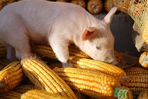 吃粗糧會(huì)脹氣嗎?吃粗糧脹氣怎么辦 吃粗糧會(huì)脹氣嗎?吃粗糧脹氣怎么辦