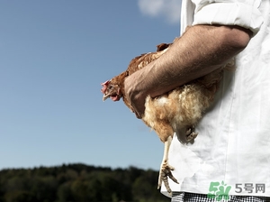 雞腰子能吃嗎?吃雞腰子有什么好處 雞腰子能吃嗎?吃雞腰子有什么好處