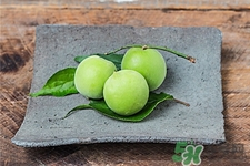 青梅的營(yíng)養(yǎng)價(jià)值 青梅的功效與作用 青梅的營(yíng)養(yǎng)價(jià)值 青梅的功效與作用
