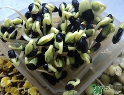 黑豆芽怎么做好吃?黑豆芽做法大全 黑豆芽怎么做好吃?黑豆芽做法大全