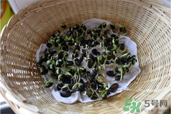 黑豆芽怎么做好吃?黑豆芽做法大全 黑豆芽怎么做好吃?黑豆芽做法大全