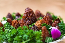 羊肚菌的營養(yǎng)價值 羊肚菌的功效與作用 羊肚菌的營養(yǎng)價值 羊肚菌的功效與作用