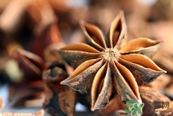 茴香是發(fā)物嗎?茴香是熱性還是涼性的 茴香是發(fā)物嗎?茴香是熱性還是涼性的