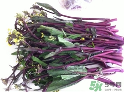 孕婦可以吃紅菜苔嗎?孕婦吃紅菜苔有什么好處 孕婦可以吃紅菜苔嗎?孕婦吃紅菜苔有什么好處