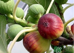 無(wú)花果可以和螃蟹一起吃嗎?無(wú)花果和螃蟹一起吃會(huì)怎么樣