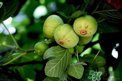 無(wú)花果可以和螃蟹一起吃嗎?無(wú)花果和螃蟹一起吃會(huì)怎么樣