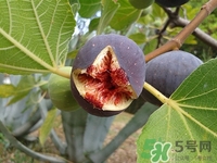 無花果葉子可以煮水喝嗎?無花果葉子煮水有什么作用 無花果葉子可以煮水喝嗎?無花果葉子煮水有什么作用