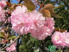 dhc是哪個(gè)國家的品牌？dhc是什么品牌的化妝品