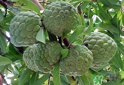 番荔枝是什么?番荔枝的功效與作用 番荔枝是什么?番荔枝的功效與作用