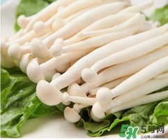 海鮮菇怎么挑選 海鮮菇的功效與作用 海鮮菇怎么挑選 海鮮菇的功效與作用