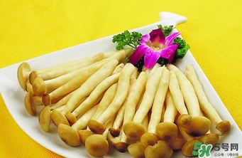 海鮮菇怎么挑選 海鮮菇的功效與作用 海鮮菇怎么挑選 海鮮菇的功效與作用