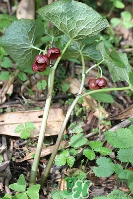 北川驢蹄草是什么?北川驢蹄草的功效與作用 北川驢蹄草是什么?北川驢蹄草的功效與作用