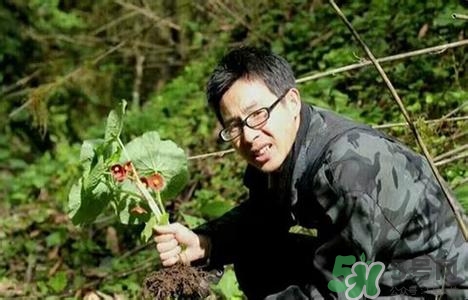 北川驢蹄草是什么?北川驢蹄草的功效與作用 北川驢蹄草是什么?北川驢蹄草的功效與作用