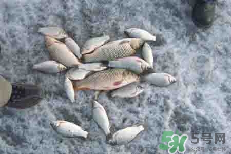 立冬釣魚如何防止小魚鬧窩？立冬前后怎樣釣魚？