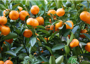 金錢橘孕婦能吃嗎？孕婦可以吃金錢橘嗎？