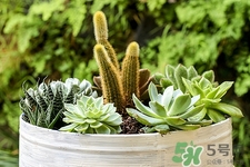 仙人掌可以吃嗎?哪種仙人掌可以吃 仙人掌可以吃嗎?哪種仙人掌可以吃