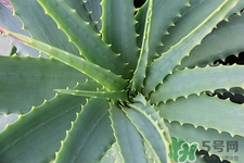 仙人掌可以吃嗎?哪種仙人掌可以吃 仙人掌可以吃嗎?哪種仙人掌可以吃