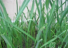 吃蒜苗有什么好處?蒜苗的功效與作用 吃蒜苗有什么好處?蒜苗的功效與作用