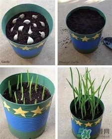 吃蒜苗有什么好處?蒜苗的功效與作用 吃蒜苗有什么好處?蒜苗的功效與作用