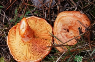 松乳菇的營養(yǎng)價值 松乳菇的功效 松乳菇的營養(yǎng)價值 松乳菇的功效