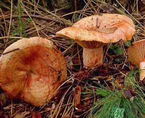 松乳菇的營養(yǎng)價值 松乳菇的功效 松乳菇的營養(yǎng)價值 松乳菇的功效