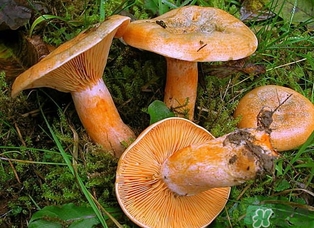 松乳菇的營養(yǎng)價值 松乳菇的功效 松乳菇的營養(yǎng)價值 松乳菇的功效