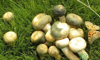 綠菇的營(yíng)養(yǎng)價(jià)值 綠菇的功效作用 綠菇的營(yíng)養(yǎng)價(jià)值 綠菇的功效作用