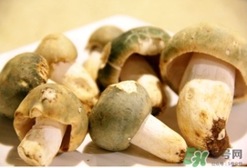 綠菇的營(yíng)養(yǎng)價(jià)值 綠菇的功效作用 綠菇的營(yíng)養(yǎng)價(jià)值 綠菇的功效作用