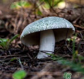 綠菇的營(yíng)養(yǎng)價(jià)值 綠菇的功效作用 綠菇的營(yíng)養(yǎng)價(jià)值 綠菇的功效作用