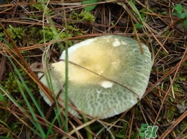 綠菇的營(yíng)養(yǎng)價(jià)值 綠菇的功效作用 綠菇的營(yíng)養(yǎng)價(jià)值 綠菇的功效作用