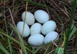 綠殼雞蛋多少錢(qián)一個(gè)？綠殼雞蛋多少錢(qián)一斤？