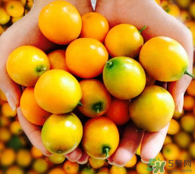 金桔什么時(shí)候上市？金桔什么時(shí)候成熟？