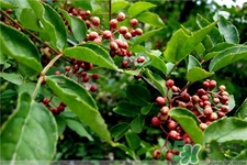 花椒可以驅(qū)蟲嗎?花椒能驅(qū)蟲嗎? 花椒可以驅(qū)蟲嗎?花椒能驅(qū)蟲嗎?