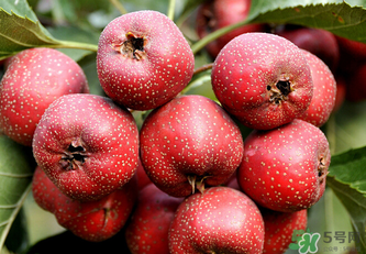 新鮮山楂可以放冰箱嗎？鮮山楂可以冷凍保存嗎？