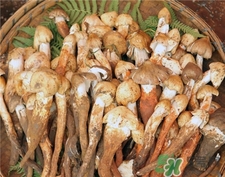 雞樅菌的營(yíng)養(yǎng)價(jià)值 雞樅菌的功效與作用 雞樅菌的營(yíng)養(yǎng)價(jià)值 雞樅菌的功效與作用