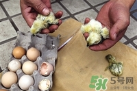毛雞蛋是哪里的特產(chǎn)?毛雞蛋怎么做好吃 毛雞蛋是哪里的特產(chǎn)?毛雞蛋怎么做好吃