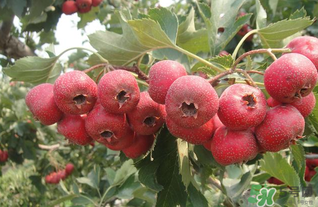 山楂不能和什么一起吃？山楂哪些人不能吃？