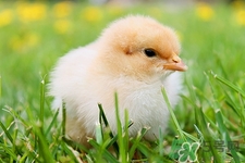 產(chǎn)婦可以吃毛蛋嗎?產(chǎn)婦吃毛蛋有危害嗎 產(chǎn)婦可以吃毛蛋嗎?產(chǎn)婦吃毛蛋有危害嗎