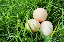 毛蛋有幾種?毛雞蛋的種類介紹 毛蛋有幾種?毛雞蛋的種類介紹