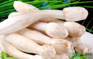 雞腿菇不能和什么一起吃？雞腿菇不能和什么同食？